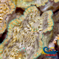 Biota Gigas Clam Aquacultured (Tridacna Gigas) Clam
