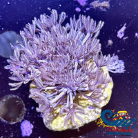 Biota Fll Cultured Xenia Xenia