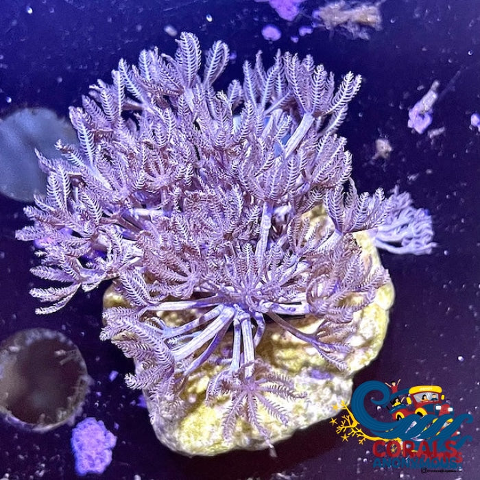 Biota Fll Cultured Xenia Xenia