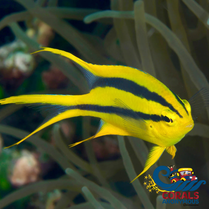 Black And Gold Chromis (Neoglyphidodon Nigroris) Fish