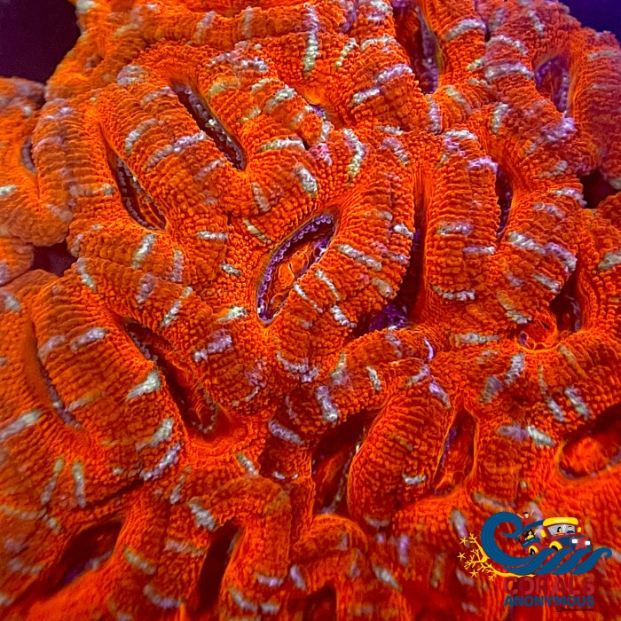 Teal Stripe Blood Orange Acans (2-3 Polyps) Acans