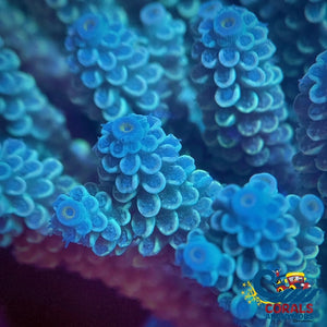 Aussie Lime Ice Acropora (1 Frag) Acropora