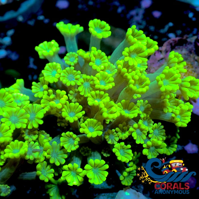 Neon Glowstick Alveopora (0.5-1 Frag) Alveopora