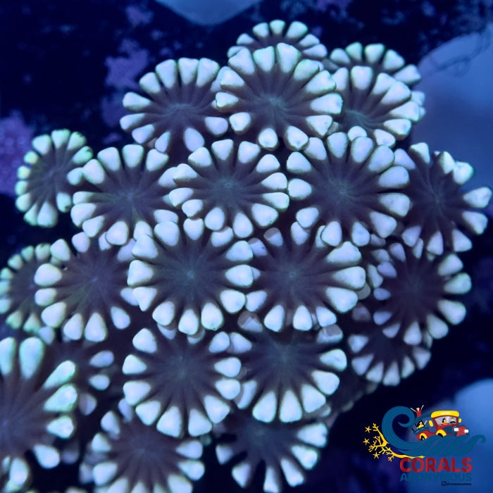 White Snow Pastel Alveopora Alveopora