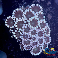 White Snow Pastel Alveopora Alveopora