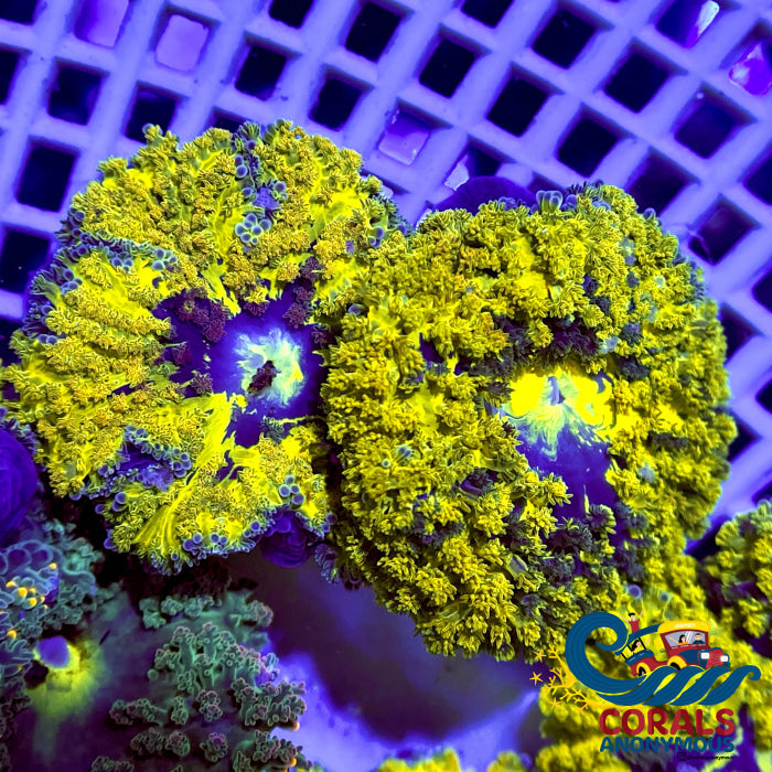 *anemone* WYSIWYG Sunkist Vortex Tube Anemone | Corals Anonymous