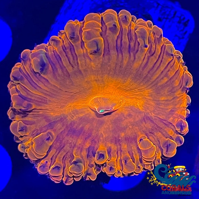 Orange Flamethrower Blastomussa Blasto