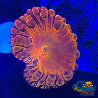 Orange Flamethrower Blastomussa Blasto
