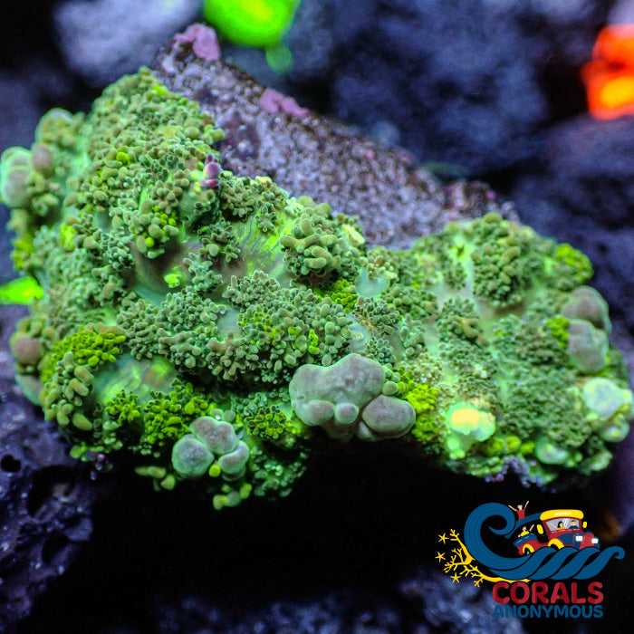 Indo Bounce Rhodactis Mushroom Bounce