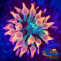 Rainbow Bubble Tip Anemone Bubbletipanemone
