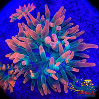 Rainbow Bubble Tip Anemone Bubbletipanemone
