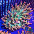 Ultra Rainbow Bubble Tip Anemone Bubbletipanemone