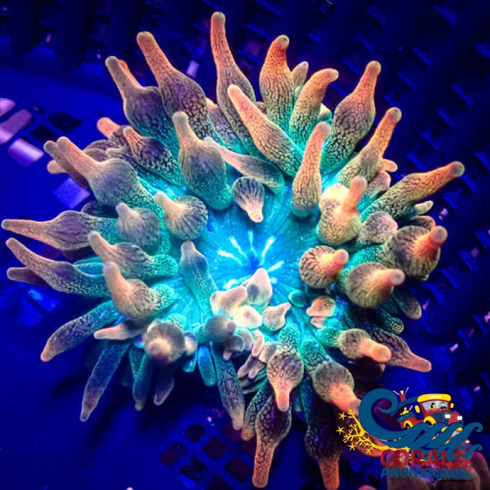 Ultra Rainbow Bubble Tip Anemone Bubbletipanemone