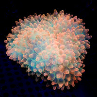 Ultra Rainbow Skittle Pop Bubble Tip Anemone - Corals Anonymous