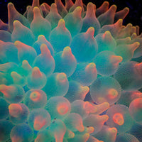 Ultra Rainbow Skittle Pop Bubble Tip Anemone - Corals Anonymous