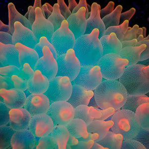 Ultra Rainbow Skittle Pop Bubble Tip Anemone - Corals Anonymous
