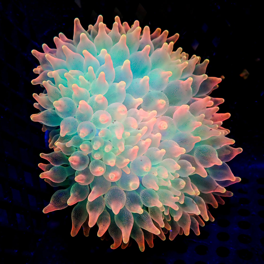 Ultra Rainbow Skittle Pop Bubble Tip Anemone - Corals Anonymous