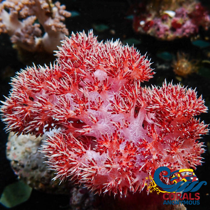 Carnation Tree Soft Coral (Dendronephthya Sp./Scleronephthya Sp.) Carnation