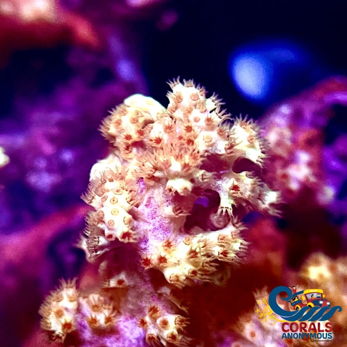 Gold Tip Carnation Soft Coral (1-3 When Fully Expanded) Carnation
