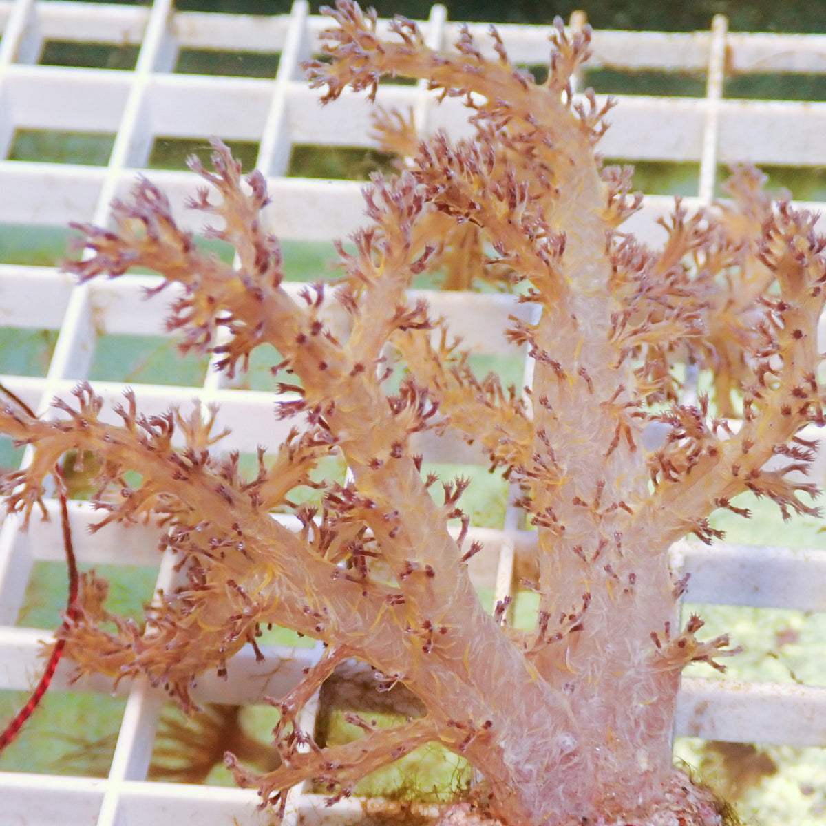 Pina Colada Carnation Tree Soft Coral (Dendronephthya sp.) - Corals Anonymous