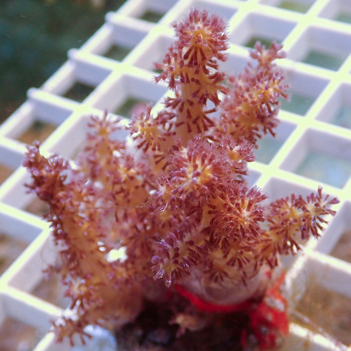 Pina Colada Carnation Tree Soft Coral (Dendronephthya sp.) - Corals Anonymous