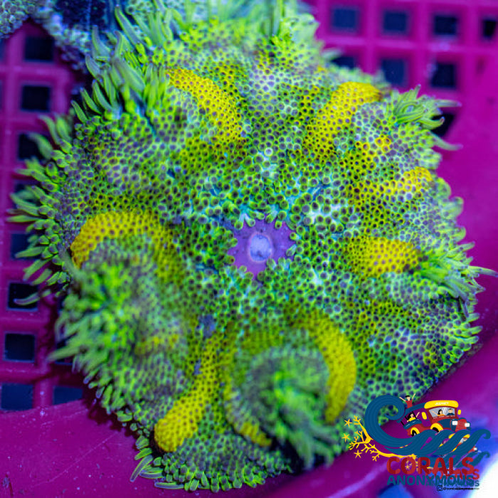Ultra Maxi Mini Carpet Anemone (Assorted, 1-3”)
