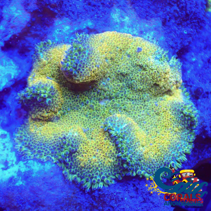 Ultra Maxi Mini Carpet Anemone (Assorted 1-3) Carpetanemone