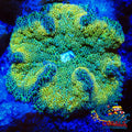 Ultra Maxi Mini Carpet Anemone (Assorted 1-3) Carpetanemone