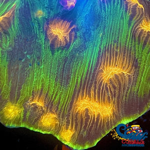 Space Invader Mycedium Chalice (1 Frag) Chalice