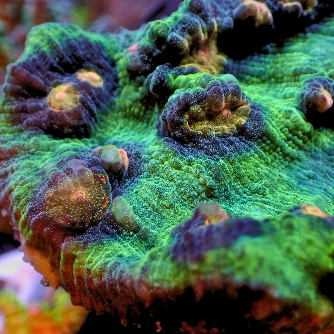 Space Invader Mycedium Chalice (1” Frag) | Corals Anonymous