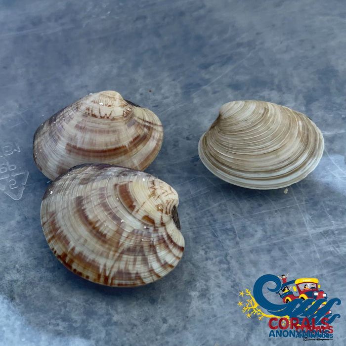 Cleaner Clam (Mercenaria Mercenaria) Clam