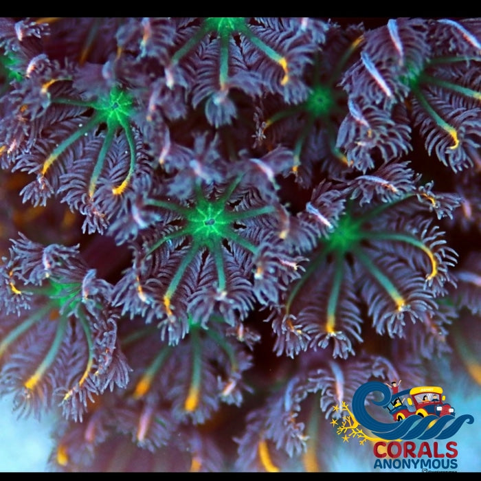 Gold Digger Firework Cloves (Small Colony) Cloves