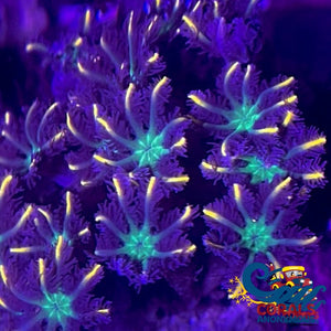 Gold Digger Firework Cloves (Small Colony) Cloves