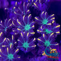 Gold Digger Firework Cloves (Small Colony) Cloves
