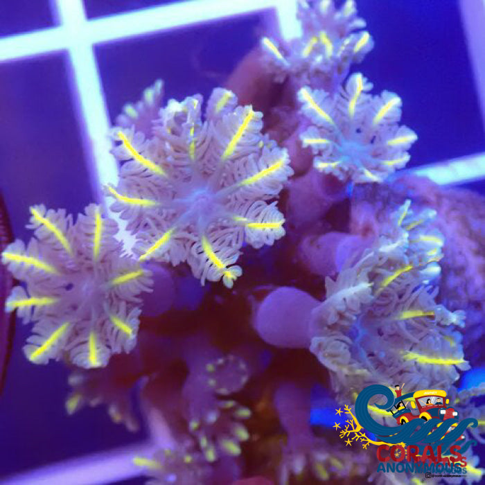 Sunflower Cloves (Colony) Cloves