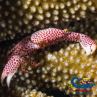 Spotted Acropora Crab (Trapezia Rufopunctata)
