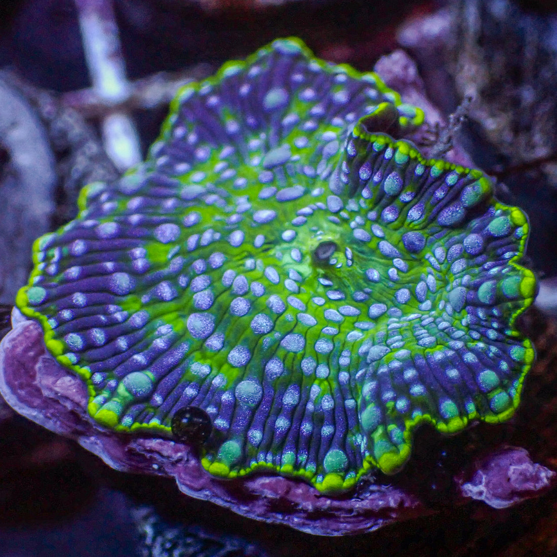 Blue Spotted Watermelon Discosoma Mushroom - Corals Anonymous
