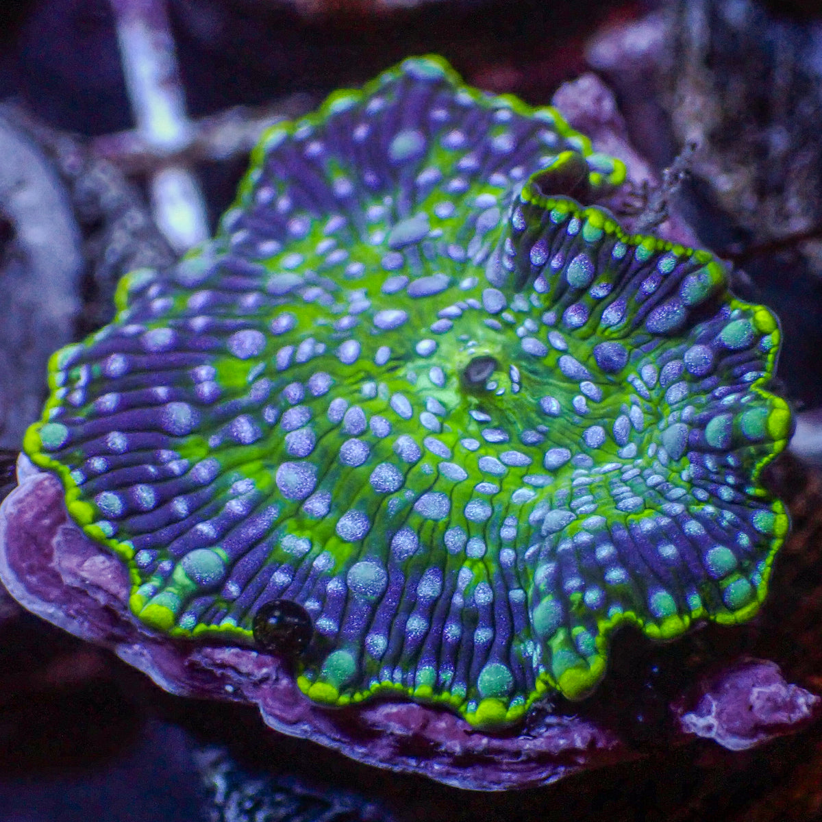 Blue Spotted Watermelon Discosoma Mushroom - Corals Anonymous