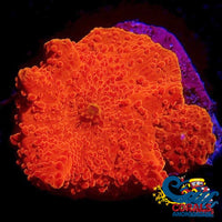 Highlighter Red Discosoma Mushroom Discosoma
