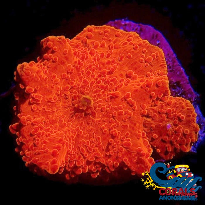 Highlighter Red Discosoma Mushroom Discosoma