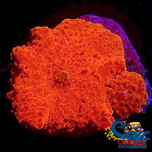 Highlighter Red Discosoma Mushroom Discosoma