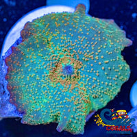 Orange Spotted Iridescent Teal Discosoma Mushroom Discosoma