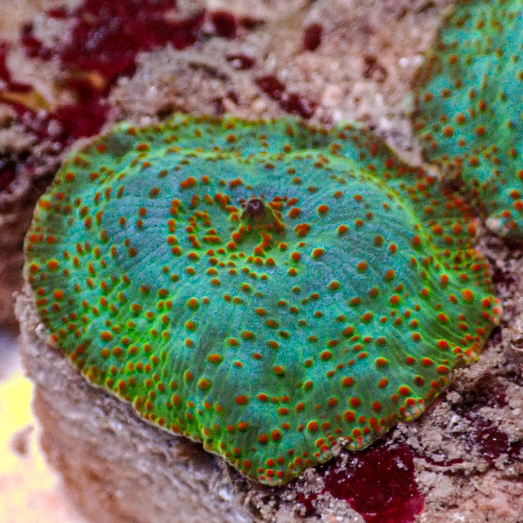 Orange Spotted Iridescent Teal Discosoma Mushroom - Corals Anonymous