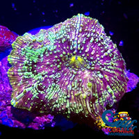 Spotted Nebula Discosoma Mushroom Discosoma
