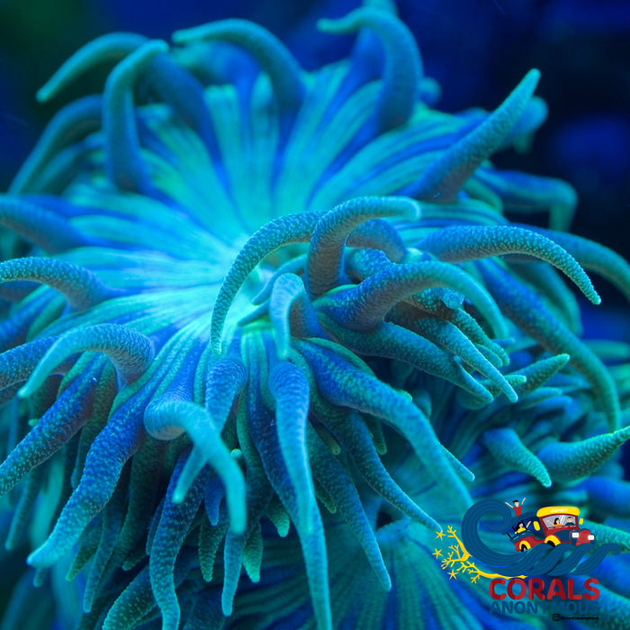 Aussie Blue Duncan Lps (3-4 Polyps) Duncan