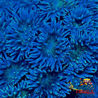 Aussie Blue Duncan Lps (3-4 Polyps) Duncan
