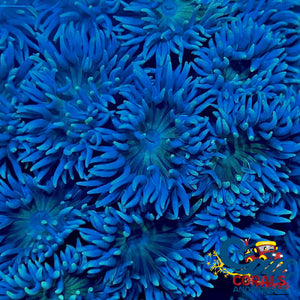 Aussie Blue Duncan Lps (3-4 Polyps) Duncan