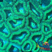 Mint Green Favia (2-3 Polyps) Favia

