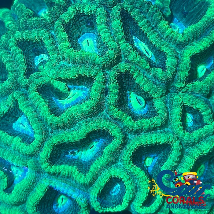 Mint Green Favia (2-3 Polyps) Favia