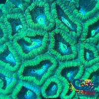 Mint Green Favia (2-3 Polyps) Favia
